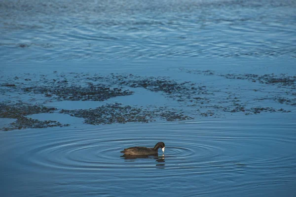 Estuario San Jos Espacio Natural Más Importante Ciudad Más 200 — Foto de Stock