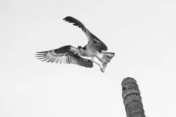 Chiudi Fotografia Hawk Messicano Che Decolla Dalla Cima Tronco Palma — Foto Stock