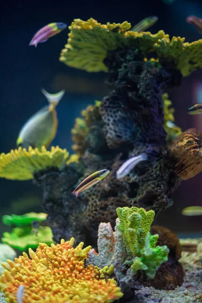 Belle Teinte Scène Marine Aquarium — Photo
