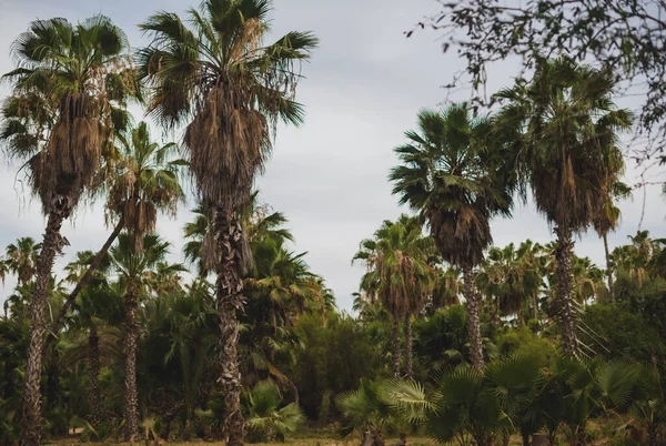 Tropisk Grönsak Los Cabos Mexiko — Stockfoto