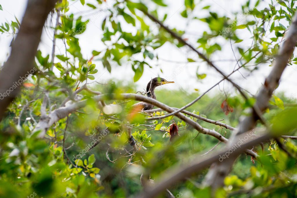 Bird between the trees, Puerto Morelos, Riviera Maya, Mexico 