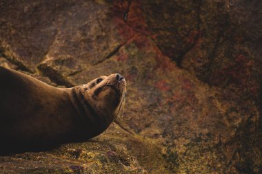 Deniz Aslanları denizde, Cabo San Lucas, Meksika 'da, kayaların üzerinde yatarlar. Burası deniz aslanları için popüler bir toplanma yeridir ve sık sık turistler tarafından ziyaret edilir. 