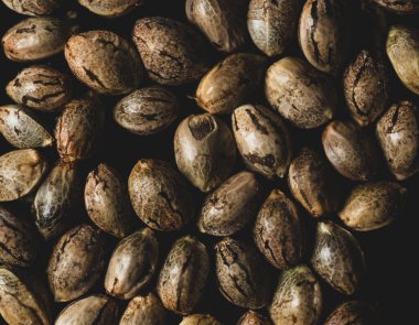 Kenevir tohumlarının makro fotoğrafı, stüdyo ışıklandırması