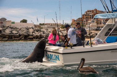 Los Cabos, Meksika - Cabo çevresindeki Ocak 2019 suları, Ray, köpekbalığı, mahi-mahi (dorado) deniz aslanı ve çizgili marinaya ev sahipliği yapıyor. Cabo San Lucas limanına büyük bir marina hakim.