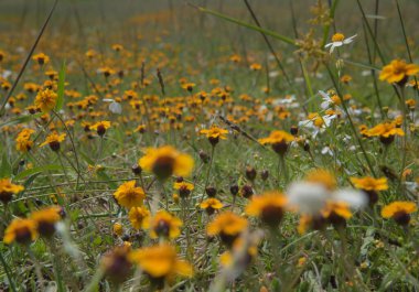 Sarı çiçek parkının alçak açılı görüntüsü