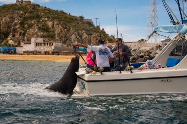 Los Cabos, Meksika - Cabo çevresindeki Ocak 2019 suları, Ray, köpekbalığı, mahi-mahi (dorado) deniz aslanı ve çizgili marinaya ev sahipliği yapıyor. Cabo San Lucas limanına büyük bir marina hakim.
