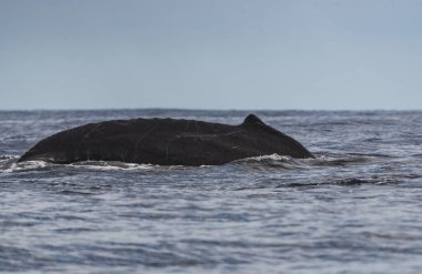 Meksika, Los Cabos 'taki Pasifik Okyanusu' ndaki Kambur Balina Fotoğrafı 