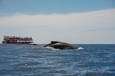 Los Cabos, Meksika - Los Cabos 'ta 2020 Ocak Balina izleme sezonu genellikle Çevre ve Tabii Kaynaklar Sekreterliği tarafından Nisan ayı başından Aralık ortasına kadar ayarlanır.