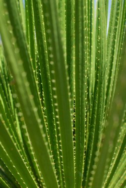 dikenli bir bitkinin makrosu, agave