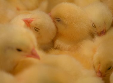 Bir sürü tatlı sarı çıtır birlikte yatıyor.