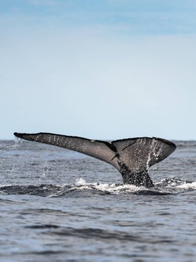Meksika, Los Cabos 'taki Pasifik Okyanusu' nda Kambur Balina kuyruğu fotoğrafı. 