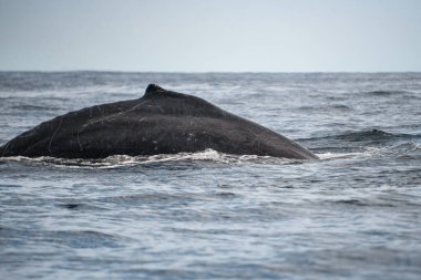 Meksika, Los Cabos 'taki Pasifik Okyanusu' ndaki Kambur Balina Fotoğrafı 