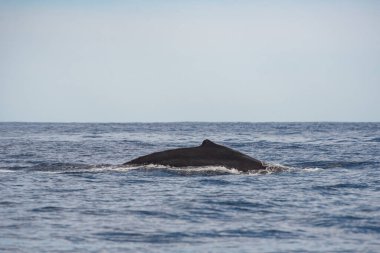 Meksika, Los Cabos 'taki Pasifik Okyanusu' ndaki Kambur Balina Fotoğrafı 