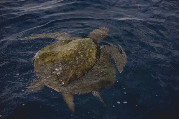 Tartaruga Verde Mare Che Nuota Nell Oceano Pacifico Los Cabos — Foto Stock