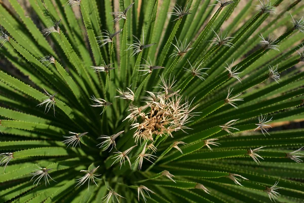 エキゾチックなスパイシーな植物の上からの眺め — ストック写真