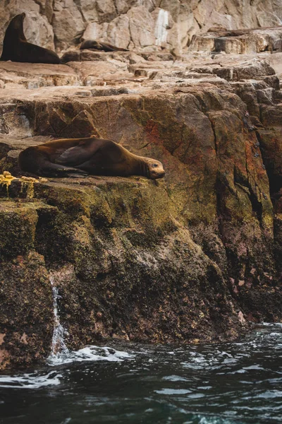 メキシコ ルーカスの岩の上に横たわるアシカこのスポットはアシカのための人気のある収集エリアであり 観光客によって頻繁に行われています — ストック写真