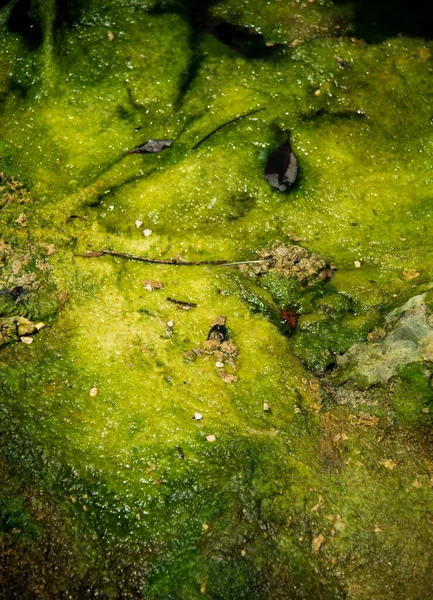 Mossy Water Close — Stock Photo, Image