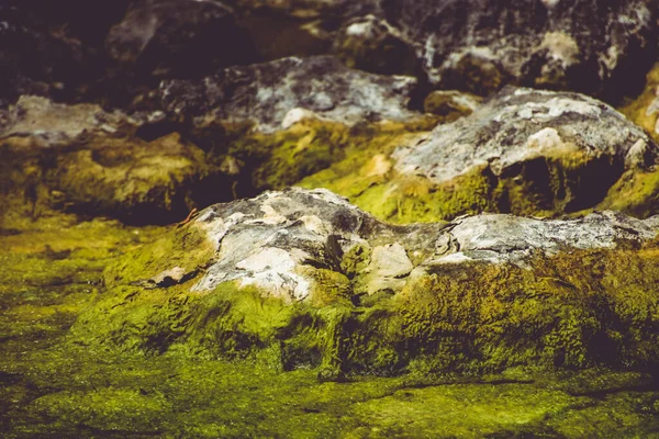 Mossy Rock Texture Close — Stock Photo, Image