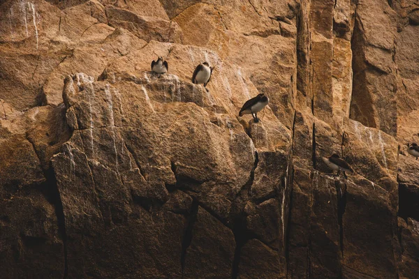 Birds Rock Next Sea Los Cabos Mexico — Stock Photo, Image