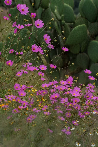 Nombreuses Fleurs Roses Sur Jardin Cactus Arrière Plan — Photo