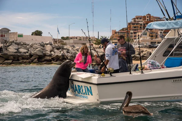 Los Cabos Messico Gen 2019Le Acque Intorno Cabo Ospitano Fauna — Foto Stock