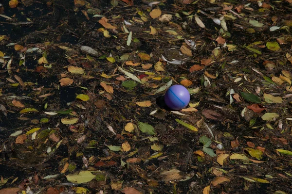 Contrast Purple Ball Dry Leafs Ground Forest — Stock Photo, Image