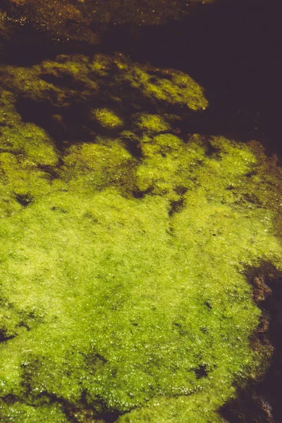 Mossy Wody Tekstury Zbliżenie — Zdjęcie stockowe