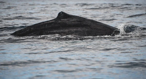 Close Photograph Humpback Whale Pacific Ocean Los Cabos Mexico — стокове фото
