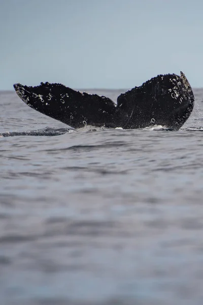 灰色の鯨の尾の近く メキシコのロス カボスの太平洋で — ストック写真