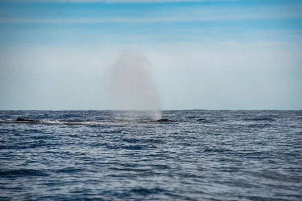 Сплеск Води Китового Горбатого Кита Лос Кабосі Мексика — стокове фото