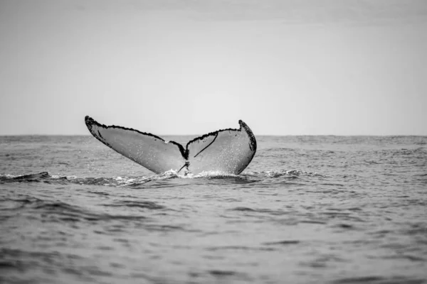 Close Tail Gray Whale Pacific Ocean Los Cabos Mexico — Stock Photo, Image
