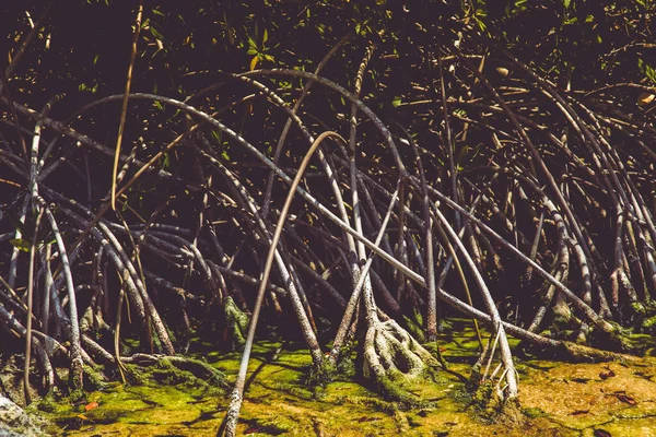 Mooie Mangrove Scene Afbeelding — Stockfoto