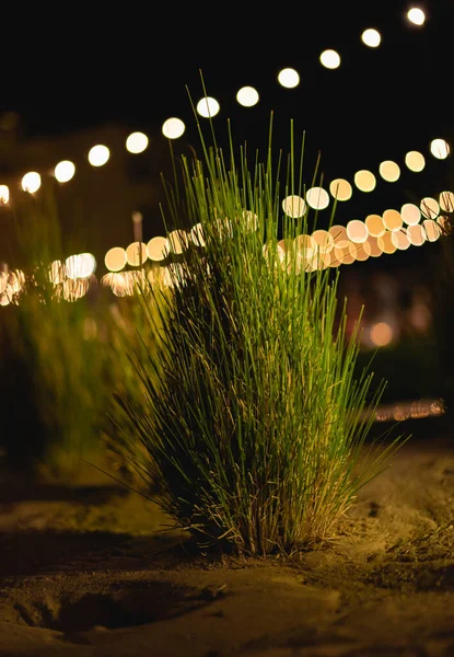 Éjszakai Fénykép Egy Sivatagi Növény Szép Bokeh Hatás Háttér — Stock Fotó