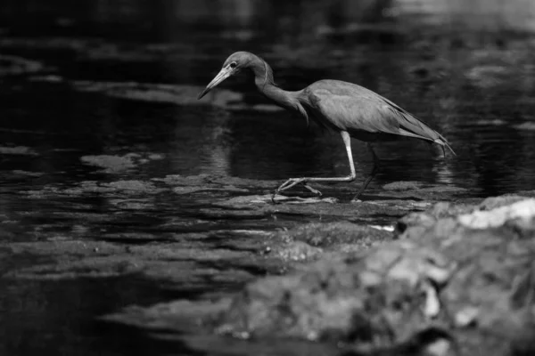 Zwarte Reiger Yal Akumal Mexicaanse Lagune — Stockfoto