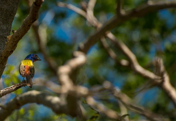 Bir Dalın Üzerinde Duran Renkli Bir Kuş — Stok fotoğraf