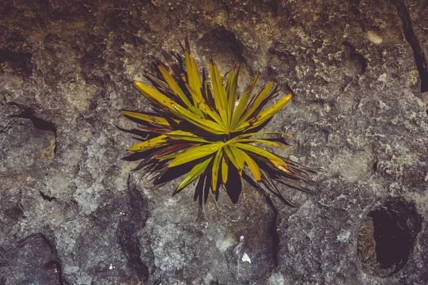 Bir Kayanın Üzerinde Yetişen Yeşil Bitki — Stok fotoğraf