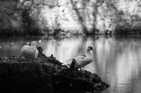 Retrato Blanco Negro Pato Parque — Foto de Stock