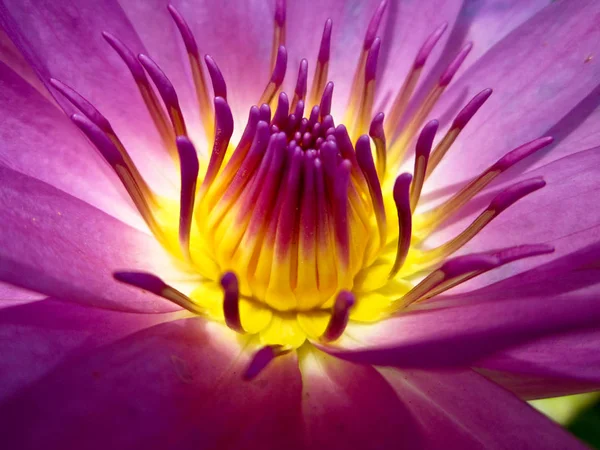 Lotus petal pink background, pollen — Stock Photo, Image