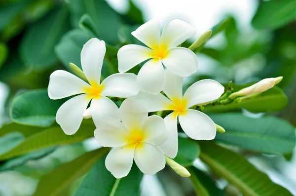 Frangipani, white, green leaves Royalty Free Stock Images