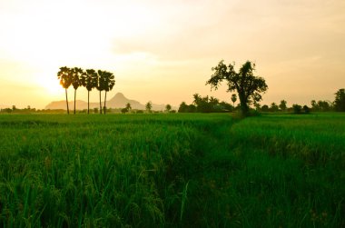 Palmiye ağaçları, pirinç paddies, renkli gökyüzü arka plan