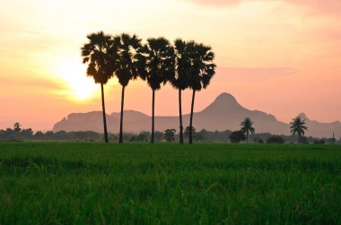Palm pirinç gökyüzü renk arka plan