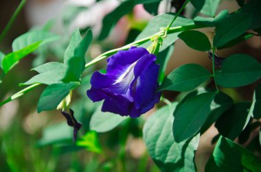 Bezelye çiçekler, mor, yeşil yaprakları