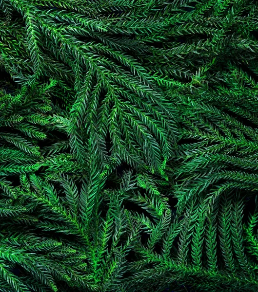 Weihnachtsbaum Zweige für Weihnachten Hintergrund — Stockfoto