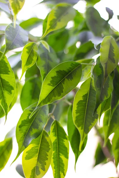 Ficus benjamina (Ağlayan İncir) yaprakları - kapalı çiçekçilik, bitki tasarımı ve peyzaj için popüler ev bitkisi. Flora. Dekoratif bitki. Yakından bak, yakından..