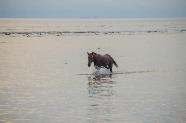 Silueta de caballo al atardecer — Foto de Stock