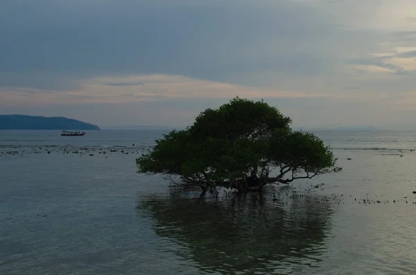 Silhueta de uma árvore no fundo do mar da tarde — Fotografia de Stock