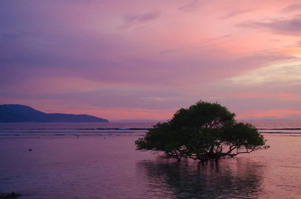 Silhouette d'arbre sur fond de coucher de soleil — Photo