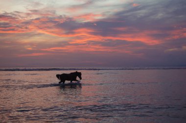 gün batımında at siluet