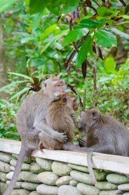 Bali adasındaki maymun.