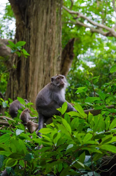 Μαϊμού στο νησί του Μπαλί — Φωτογραφία Αρχείου